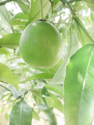 植物-水果-柚子-手机摄影-米8 图片素材