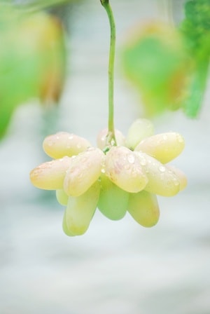 植物-水果-葡萄-尼康-d60 图片素材