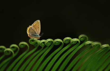 花卉-蝴蝶-蝴蝶-昆虫-动物 图片素材
