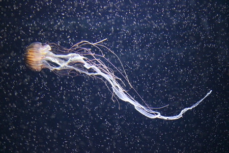 有趣的瞬间-动物-海洋生物-jellyfish-水母 图片素材