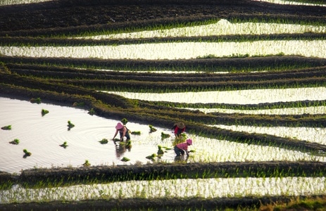 风光-田地-水田-风景-田园 图片素材