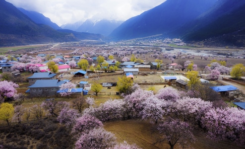 林芝市-风光-桃花-桃花-花卉 图片素材