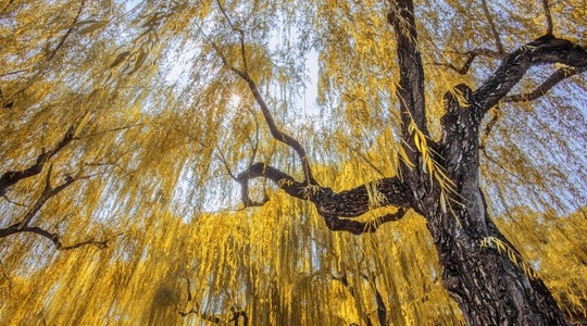 柳树-秋天-黄色-邬霓-树 图片素材