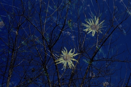 春天-花卉-花-黄花-树 图片素材