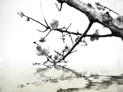 宅家-花卉-花-梅花-梅花树 图片素材