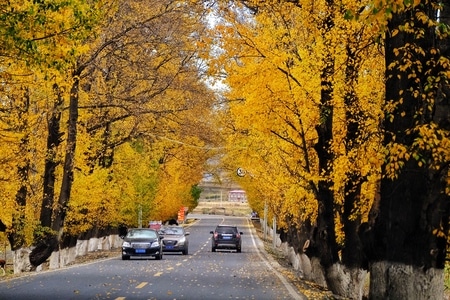 你好秋天-四川阿坝-公路-马路-车 图片素材