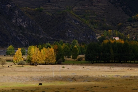 你好秋天-四川阿坝-风景-风光-树林 图片素材