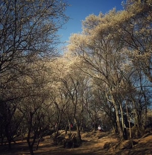 梅林-繁花-平通-树林-风景 图片素材