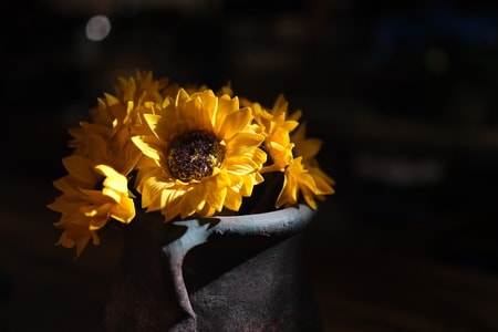 光影-小品-葵花-向日葵-花 图片素材