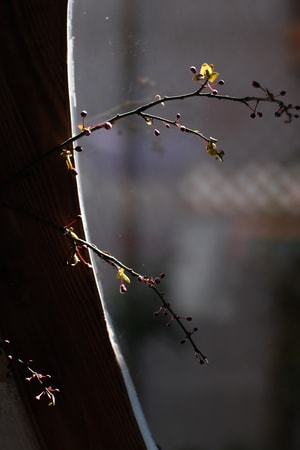 古镇-初醒民宿-院子-芽孢-花 图片素材