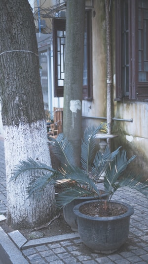 写真-扫街-摄影-上海-苏州 图片素材