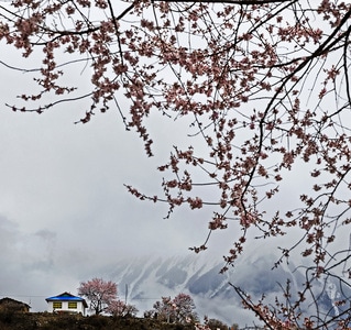 桃花-西藏-林芝-雪山-藏居 图片素材
