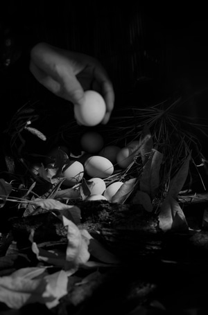 光影-静物-蛋-黑白-蛋 图片素材