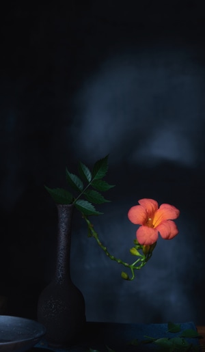 花-静谧-情绪-花-花朵 图片素材