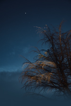 城市-夜-星空-星星-树 图片素材