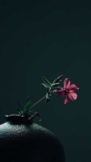 花-宁静-花-红花-水壶 图片素材