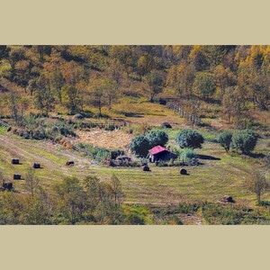 你好2020-风景-草地-草坪-树 图片素材