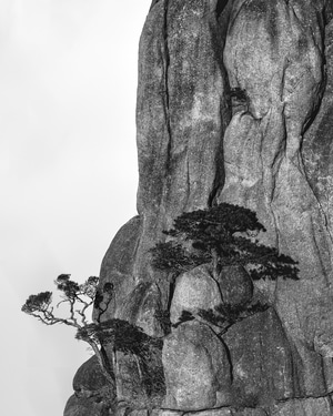 画意-艺术-风景-树-树木 图片素材