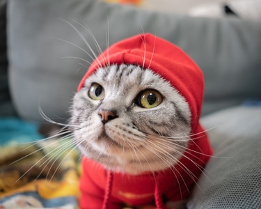 你好2020-宅家-猫-猫咪-动物 图片素材