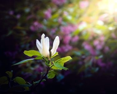 你好2020-自然-木质-花-花朵 图片素材
