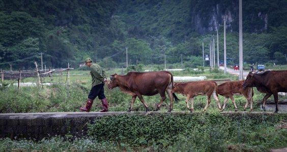 2020-牛-动物-放牛人-穀雨 图片素材