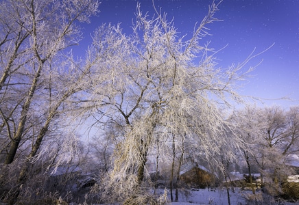 雪-冰掛-日出-树-风景 图片素材