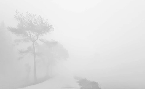 手机摄影-清晨-浓雾-清晨-浓雾弥漫 图片素材