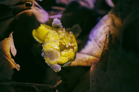 冰凌花-野花-野花-冰凌花-黄花 图片素材