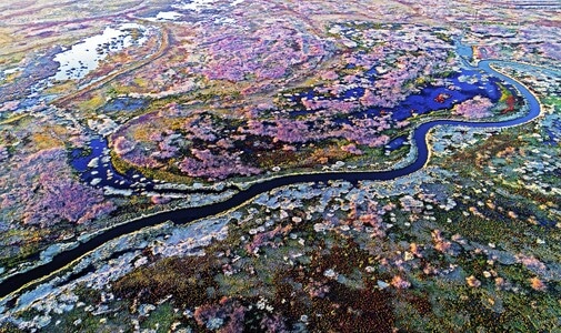 河套-湿地-沼泽地-秋色-湿地 图片素材