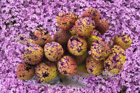 鲜花-荔枝-荔枝-花-花卉 图片素材