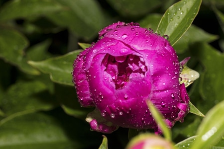 雨后-芍药花-花-花朵-花卉 图片素材