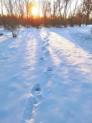 户外-足迹-雪地-雪景-树 图片素材
