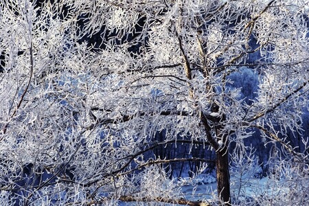 树挂-库尔滨河-风景-树挂-雪景 图片素材
