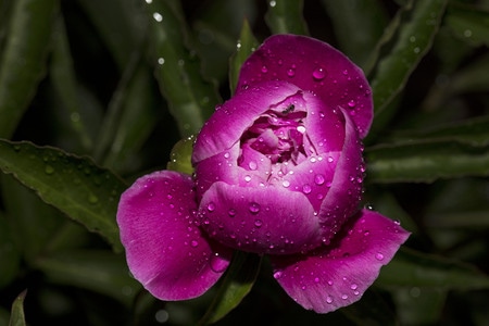 雨后-芍药花-花-花朵-花卉 图片素材