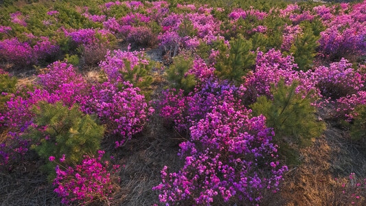 野花-杜鹃花-山坡-杜鹃花-植物 图片素材