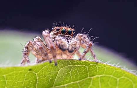 自然生态摄影-昆虫微距-跳蛛-跳蛛-节肢动物 图片素材