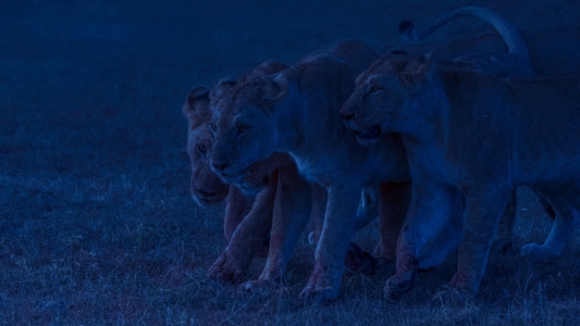 旅行风光-自然生态摄影-我的2019-野生动物-狮子 图片素材