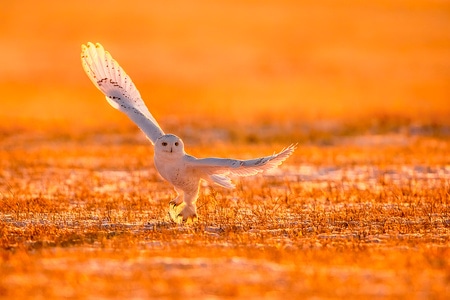 野生鸟类-自然生态摄影-野生动物-日出日落-鸟 图片素材