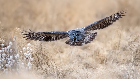 自然生态摄影-野生鸟类-鸟类-野生动物-旅行风光 图片素材