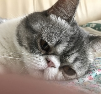 自然生态摄影-旅行-猫-喵咪-宠物猫 图片素材