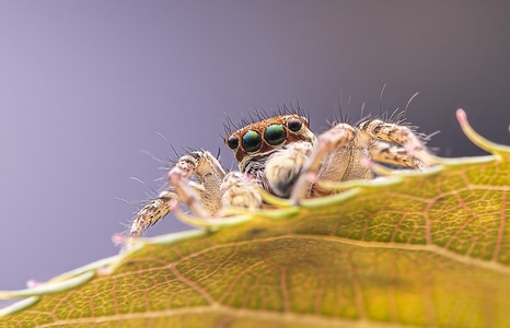 自然生态摄影-旅行风光-昆虫微距-节肢动物-昆虫 图片素材