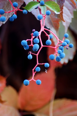 原创作品-植物-玩具-爬墙虎果实-果实 图片素材