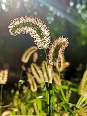 华为手机-原创作品-植物-草-狗尾巴草 图片素材