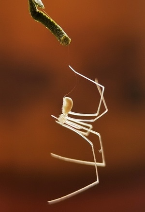 手机微距-原创作品-螳螂-蜘蛛-动物 图片素材