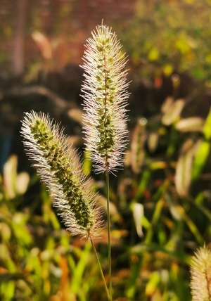 原创作品-植物-植物-植物-狗尾草 图片素材