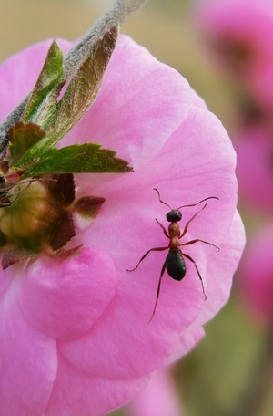 手机微距-昆虫-节肢动物-蚂蚁-花 图片素材