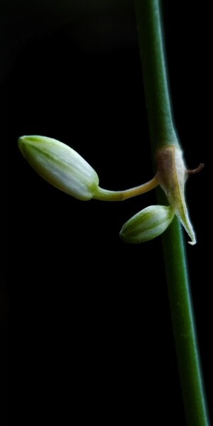 原创作品-植物-宅家-花苞-螳螂 图片素材