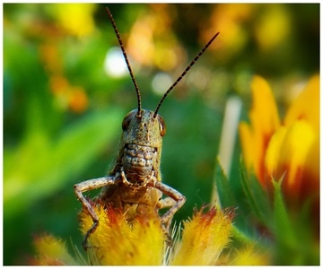 原创作品-手机微距-蚱蜢-节肢动物-昆虫 图片素材