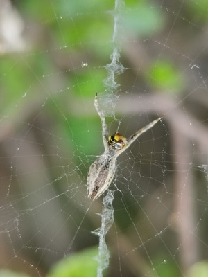 手机微距-蛛网-猎物-蜘蛛-动物 图片素材