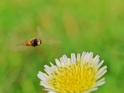 原创作品-手机微距-瓢虫-叶甲虫-昆虫 图片素材
